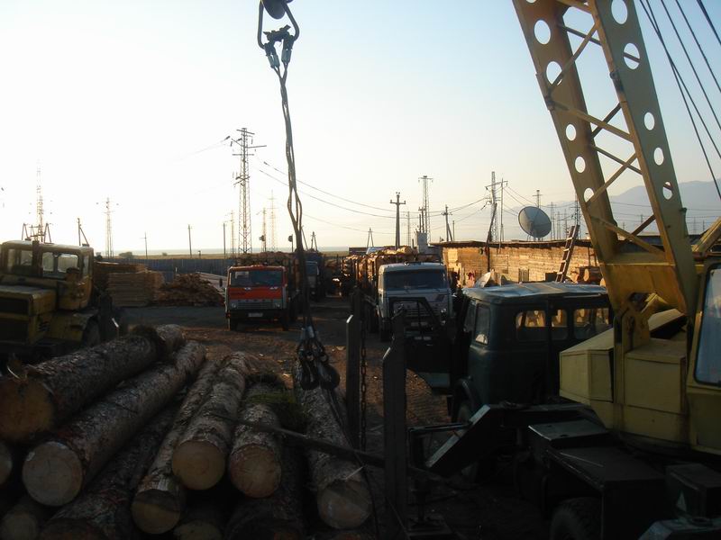 D_˹ԭľ c(din)ɷŴ