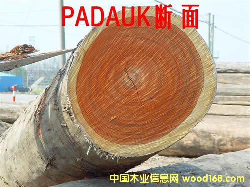 PADOUK         t  Ԕ(x)B