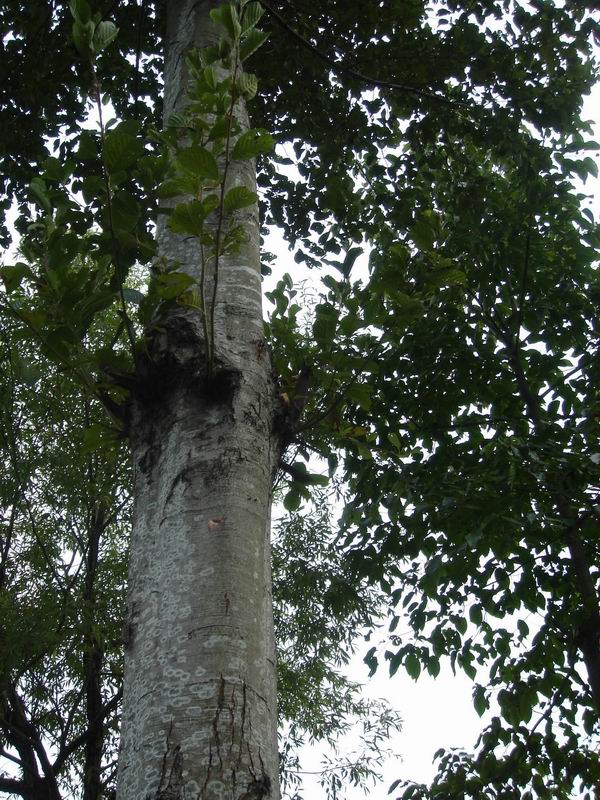 ľ(alder)ذġҎ(gu)ĵԔB