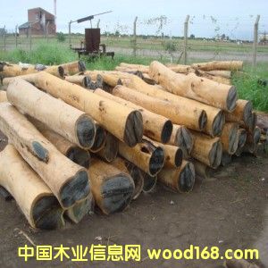 02G̴(Palo Santo)ƤԭľԔ(x)B