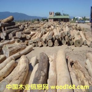 03G̴(Palo Santo)ƤԭľԔ(x)B