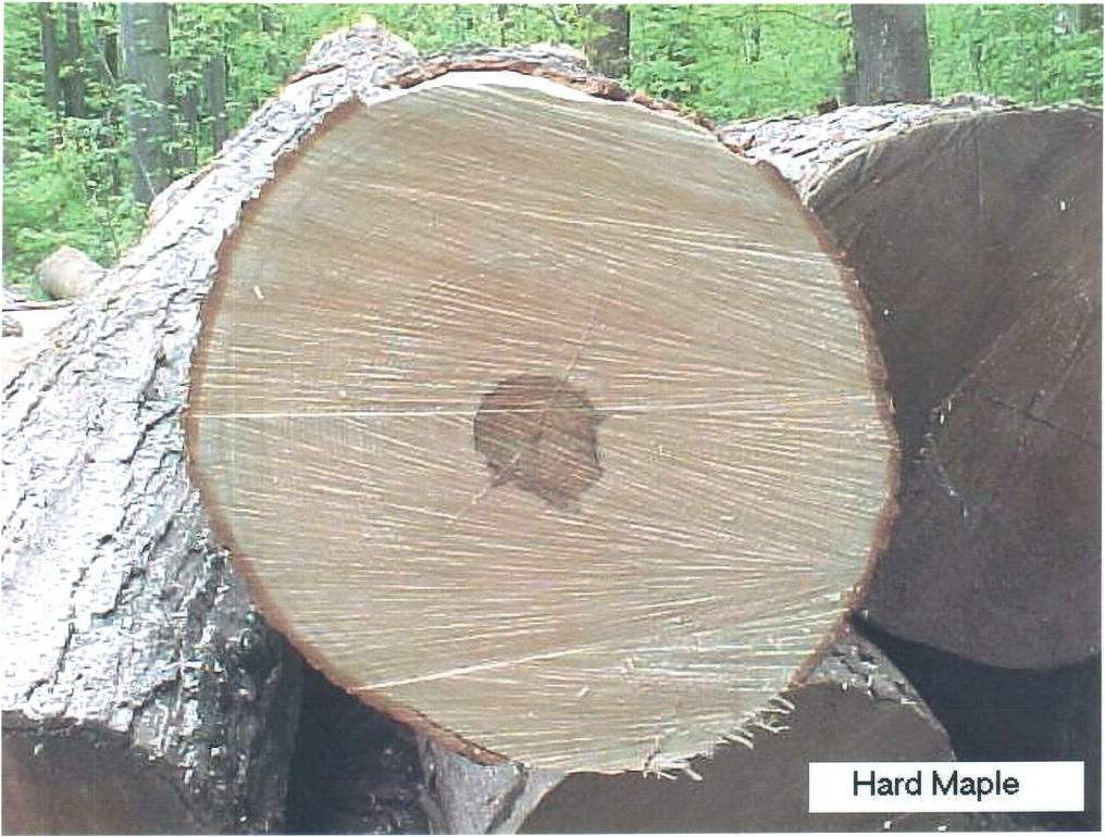 HARD MAPLE LOGԔ(x)B