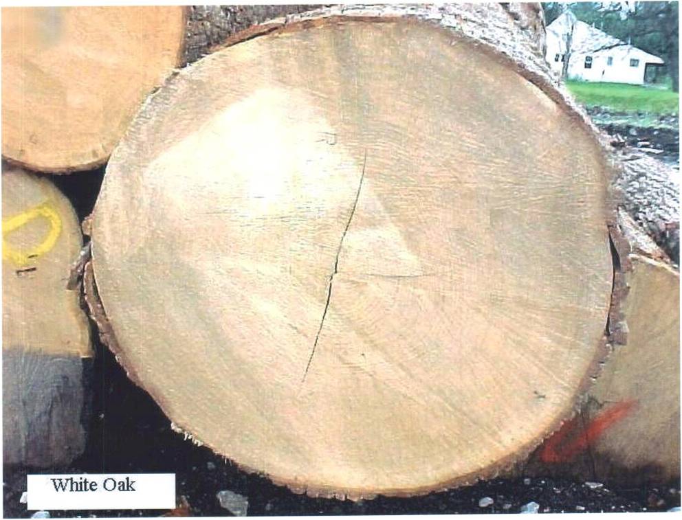 WHITE OAK LOGԔ(x)B