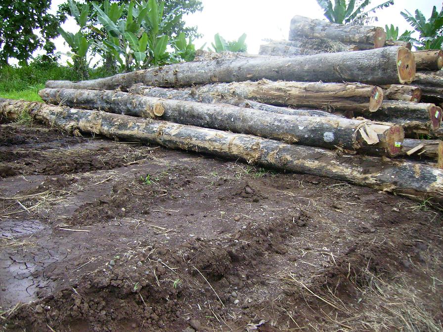 Kuriva Teak logsԔ(x)B