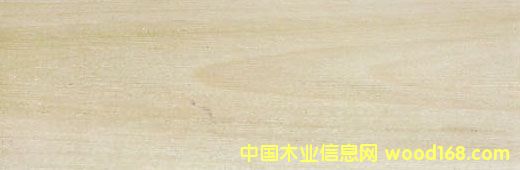 (gu)S Yellow PoplarԔ(x)B