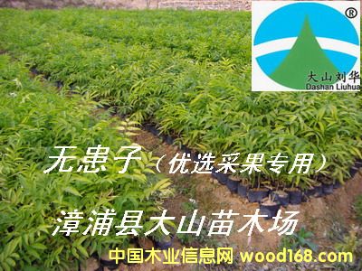 [] o(w)磨չ(sh)soapberry)