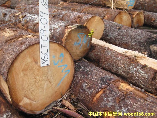 北美云杉原木