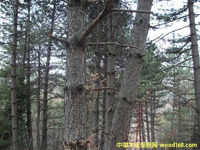 AɽsľȰļԭľ