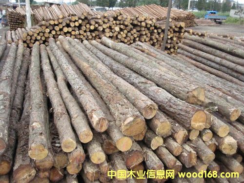 杉木的詳細(xì)介紹