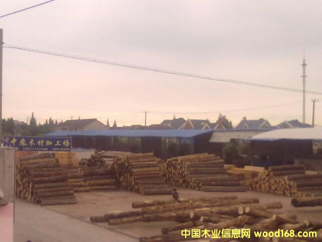 鐵杉的詳細(xì)介紹