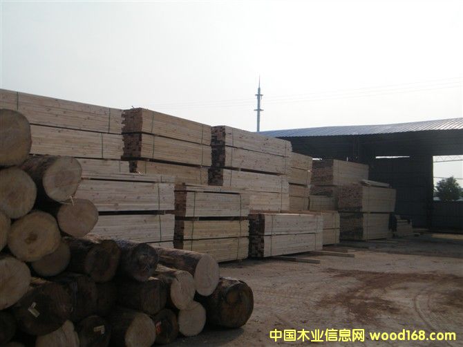 鐵杉的詳細(xì)介紹