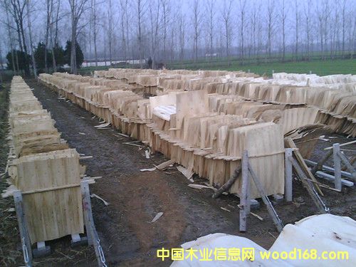 板皮的詳細介紹