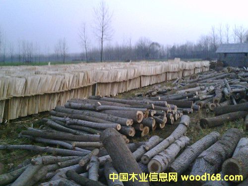 板皮的詳細介紹