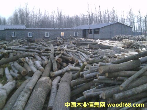 板皮的詳細介紹