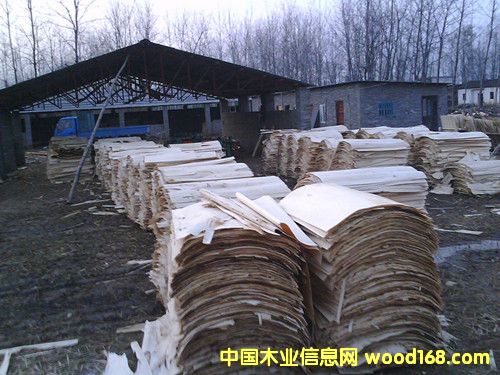 板皮的詳細介紹