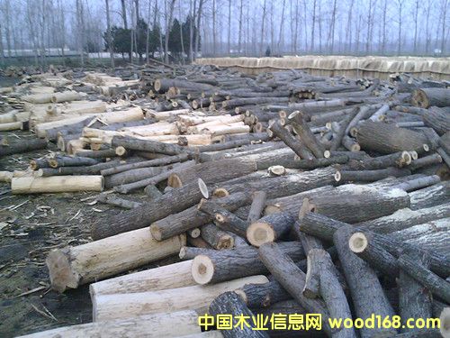 板皮的詳細介紹