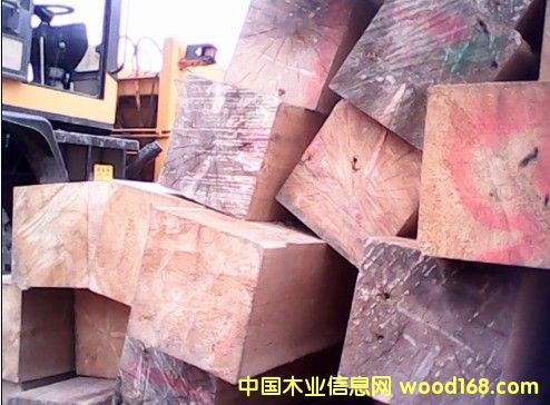 紅松大方的詳細(xì)介紹