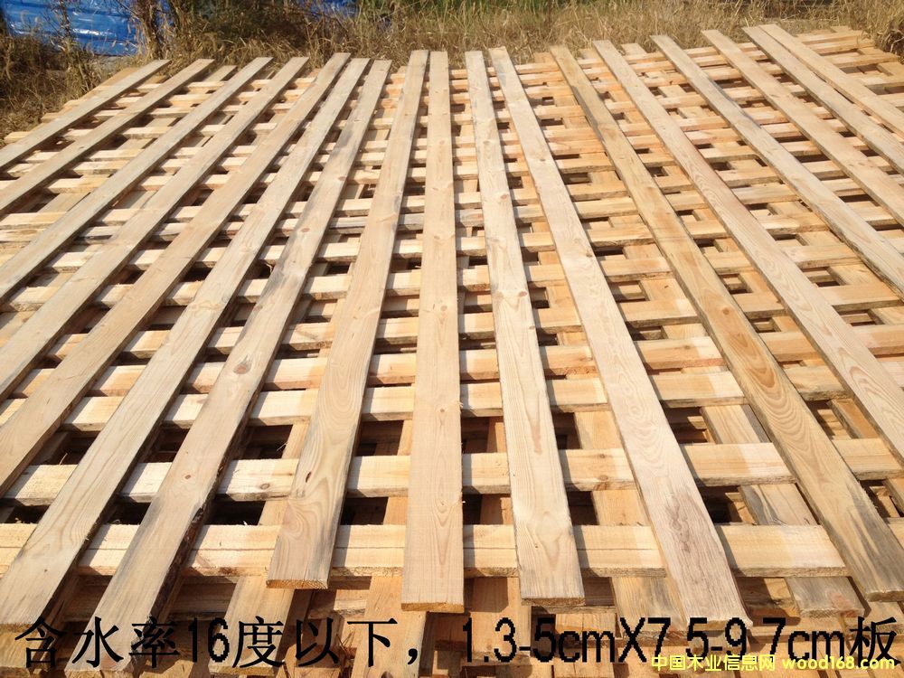 樟子松的詳細(xì)介紹