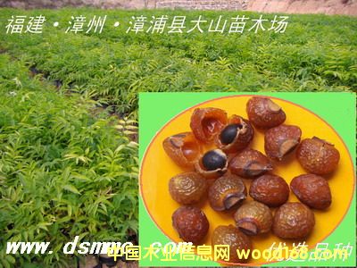 [] o(w)磨չ(sh)soapberry)