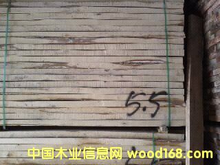 樺木的詳細(xì)介紹