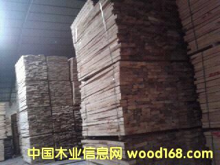 樺木的詳細(xì)介紹