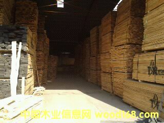 樺木的詳細(xì)介紹