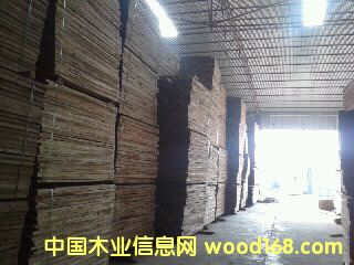 樺木的詳細(xì)介紹