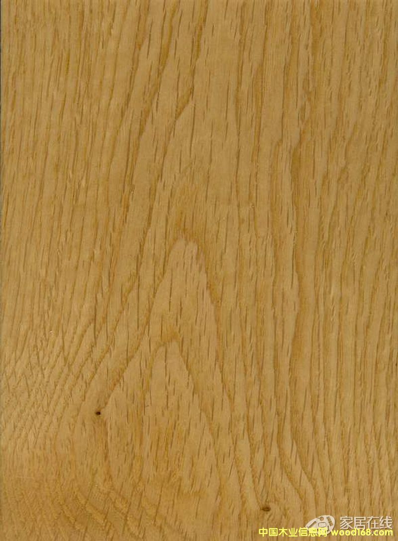 白橡木的詳細(xì)介紹