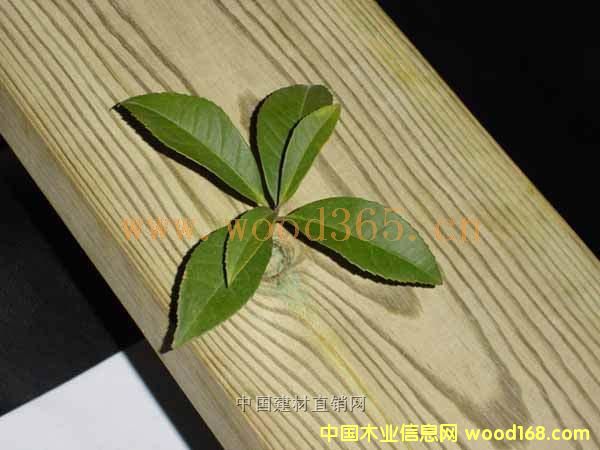 南方松的詳細(xì)介紹