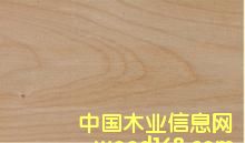 太平洋楓的詳細(xì)介紹