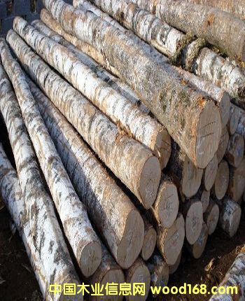 樺木原木的詳細(xì)介紹
