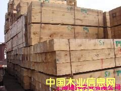 輻射松的詳細(xì)介紹