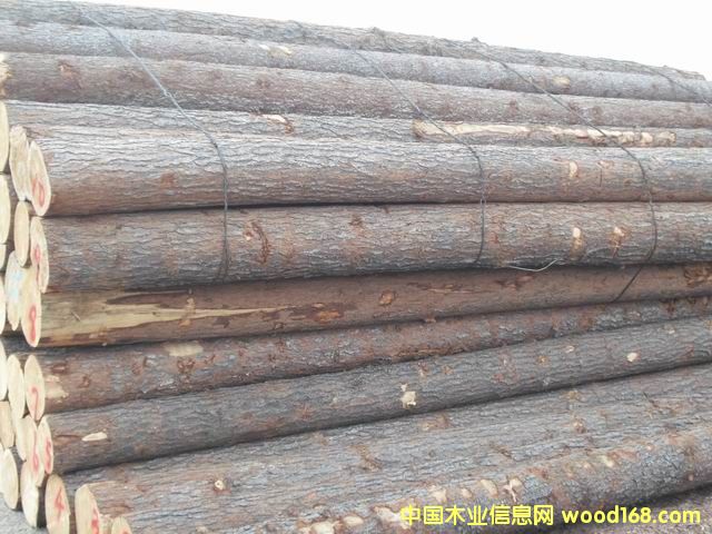 紅松的詳細介紹