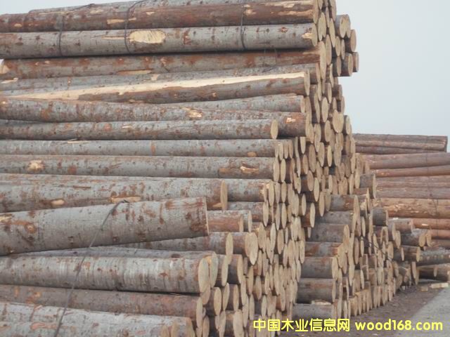 臭松的詳細介紹