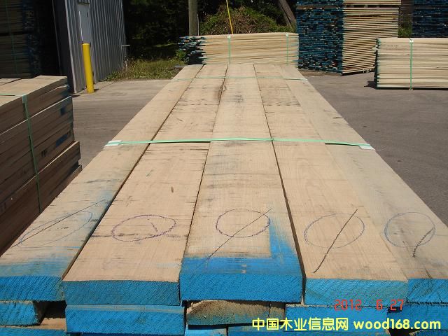 紅橡木的詳細介紹