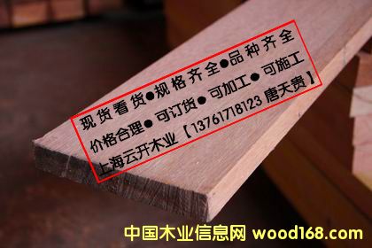 山樟木的詳細(xì)介紹