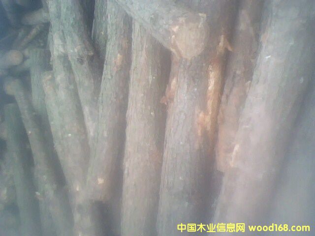 松原木的詳細(xì)介紹