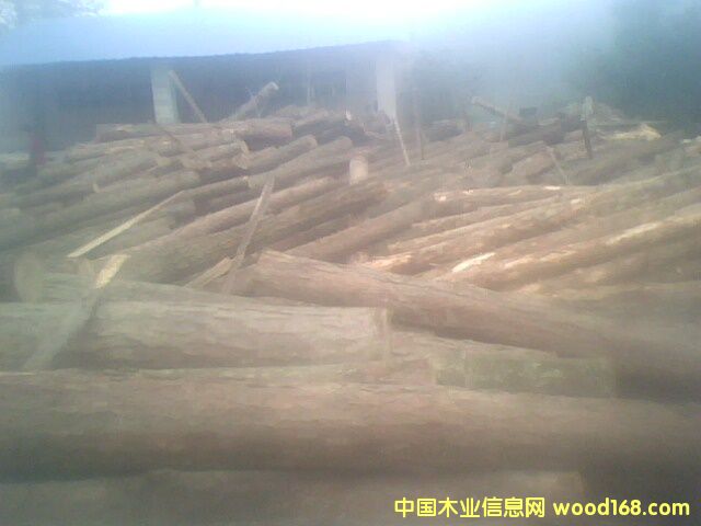 松原木的詳細(xì)介紹