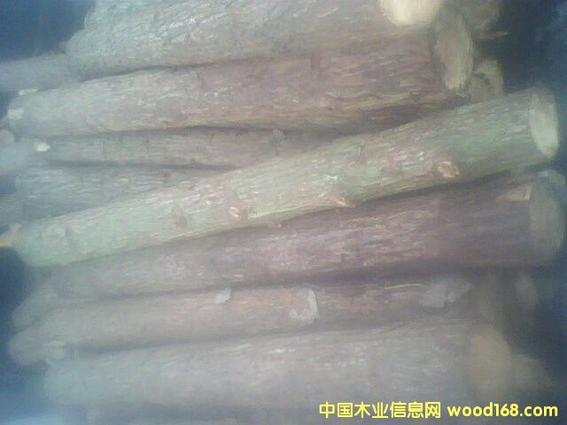 杉原木的詳細(xì)介紹