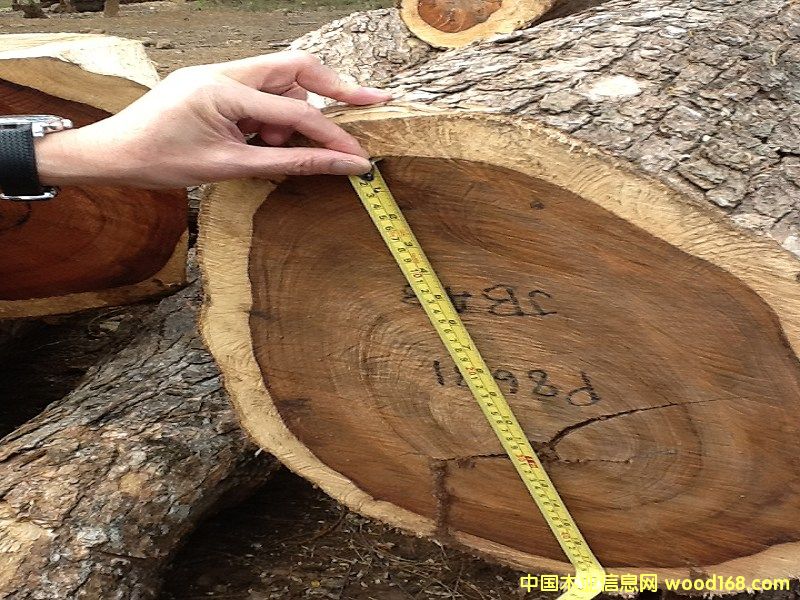 微凹黃檀 微凹黃檀