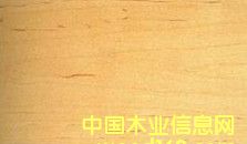 軟楓的詳細(xì)介紹