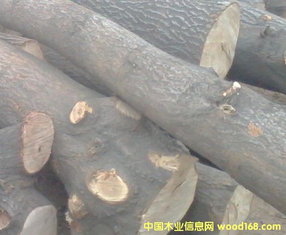 桐木的詳細(xì)介紹