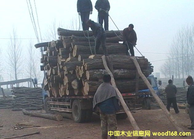 槐樹的詳細(xì)介紹