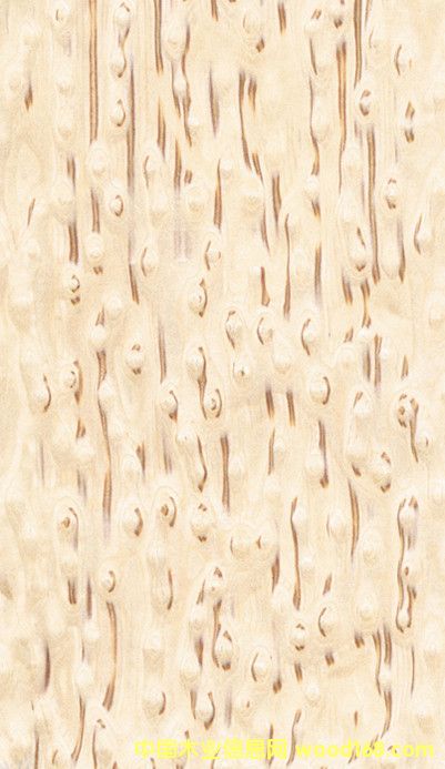 l(f)Fľߙn(sh)ľƤ ¿ľƤӰ ľƤS