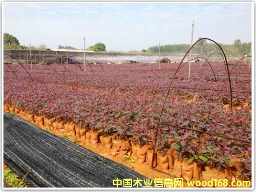 (yu)|(zh)(sh)ľԔ(x)B