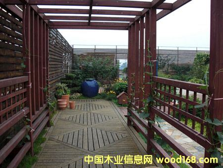 欖仁木的詳細(xì)介紹