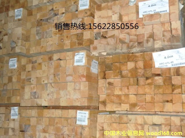 鐵杉的詳細介紹