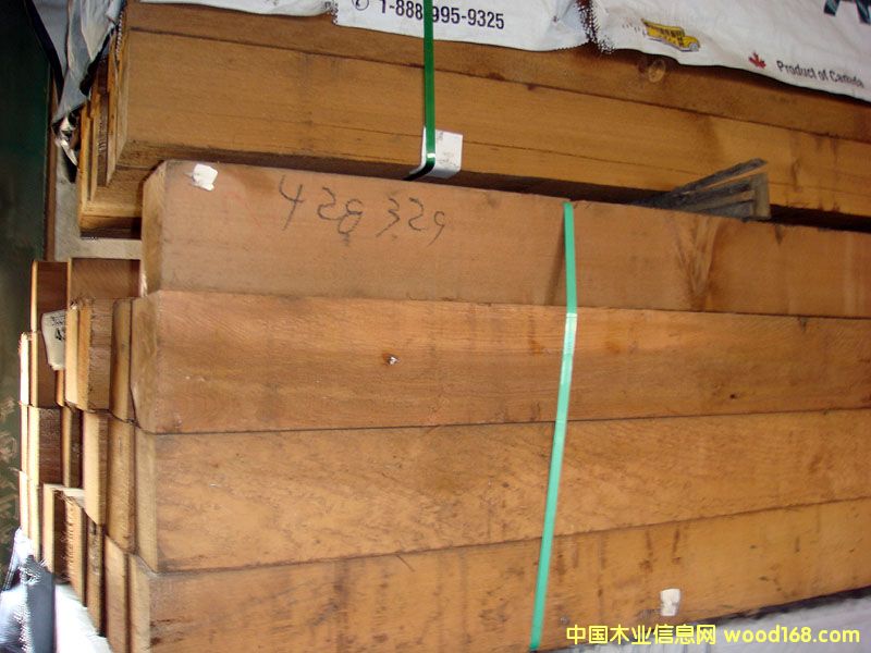 紅雪松的詳細(xì)介紹