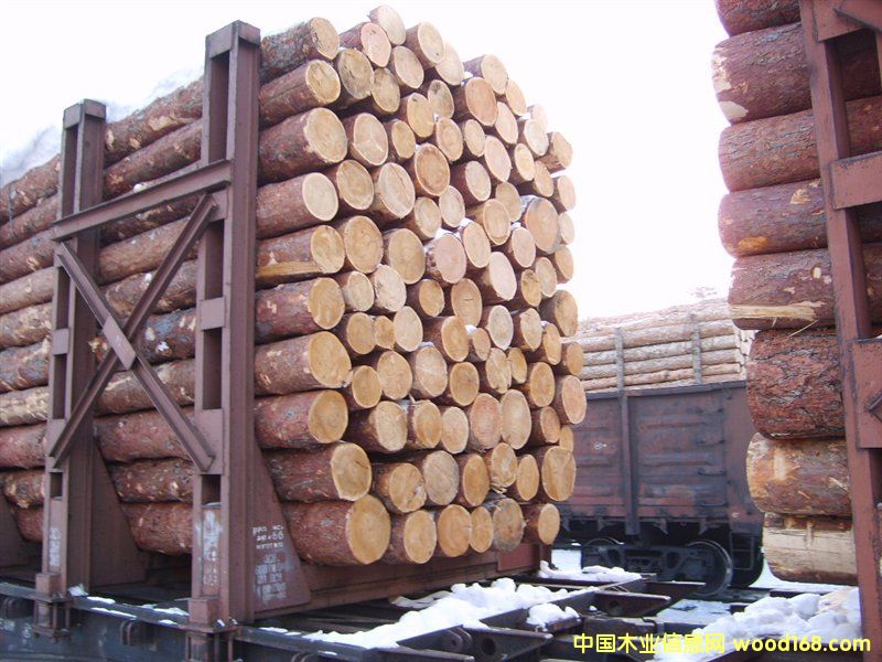 樟子松的詳細(xì)介紹