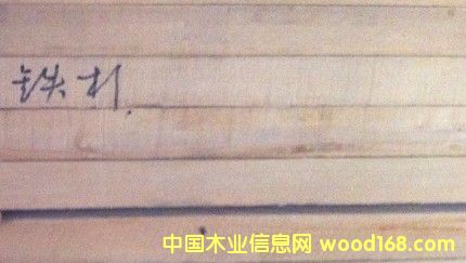 鐵杉的詳細介紹